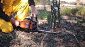 Best Tree Health Inspection  in La Marque, TX