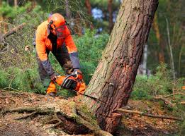 Best Fruit Tree Pruning  in La Marque, TX