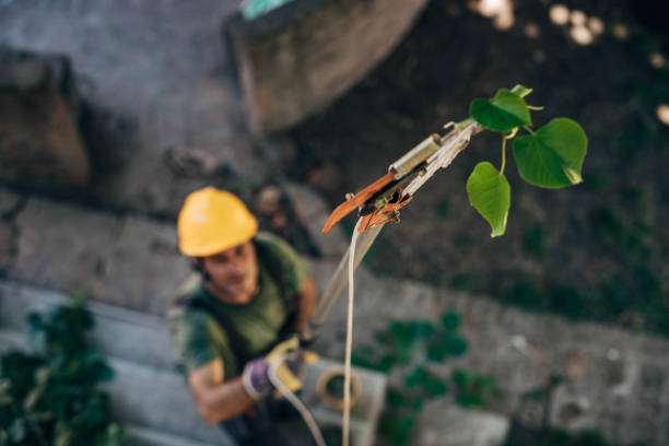 Best Tree Removal  in La Marque, TX