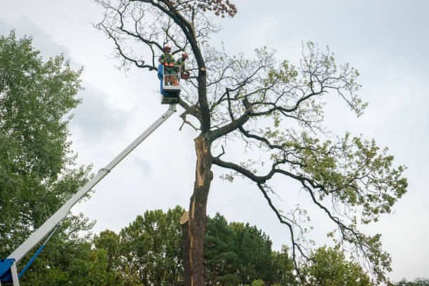 How Our Tree Care Process Works  in  La Marque, TX