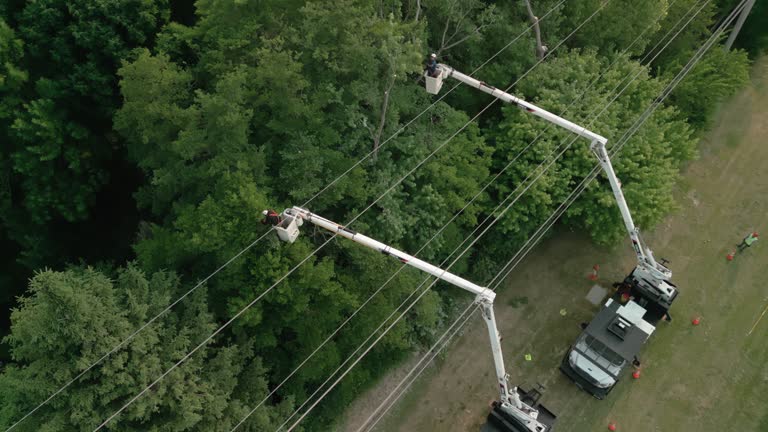 Best Tree Trimming and Pruning  in La Marque, TX