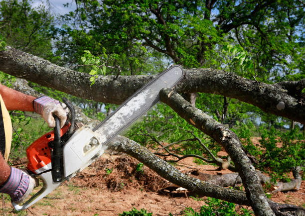 Best Palm Tree Trimming  in La Marque, TX